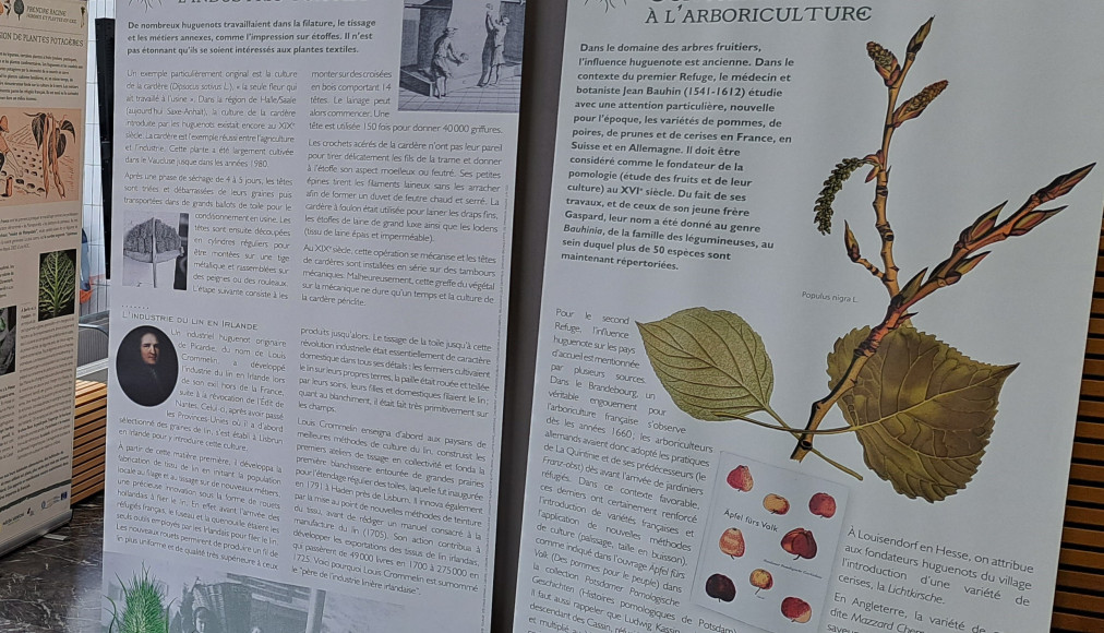 Prendre racine, hommes et plantes en exil Prendre racine, hommes et plantes en exil / © Fédération française «Sur les pas des Huguenots et des Vaudois»