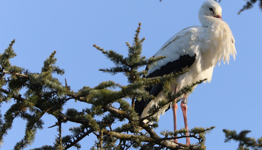 La cigogne, un oiseau qui se porte bien en Suisse. / © Jean-Daniel Courvoisier